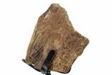 Fossil Triceratops Limb Section w/ Metal Stand - South Dakota #340026-1